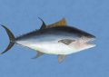 9 symbolic meanings of dreaming of tuna