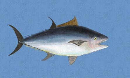 9 symbolic meanings of dreaming of tuna
