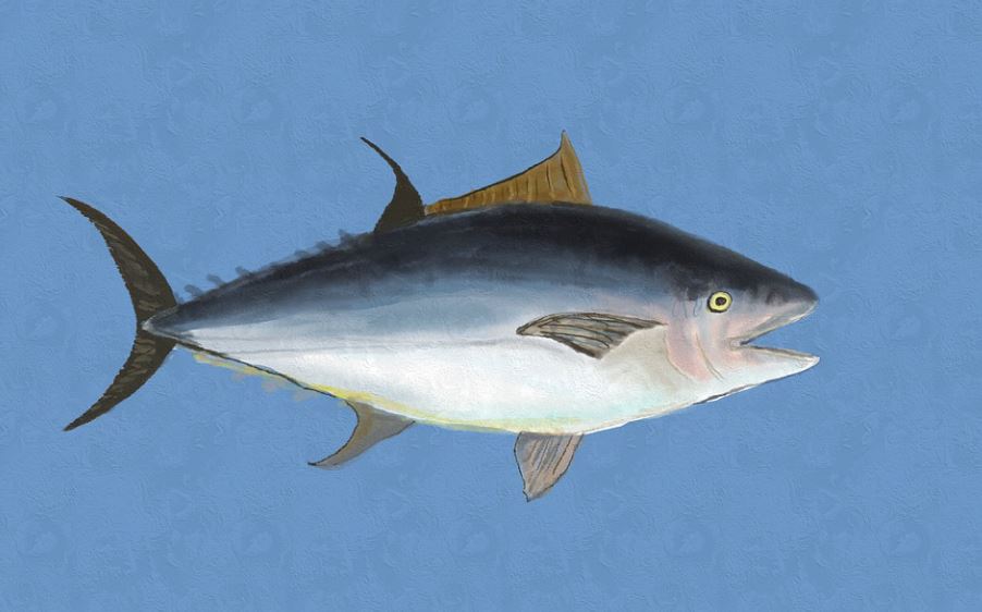 9 symbolic meanings of dreaming of tuna
