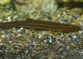 8 symbolic meanings of dreaming of loaches