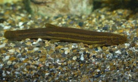 8 symbolic meanings of dreaming of loaches