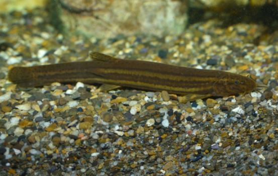 8 symbolic meanings of dreaming of loaches