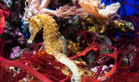 7 symbolic meanings of dreaming of seahorses
