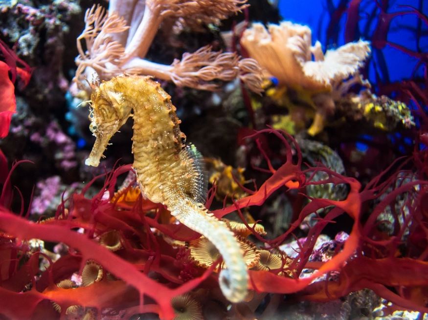7 symbolic meanings of dreaming of seahorses