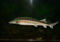7 symbolic meanings of dreaming of sturgeon