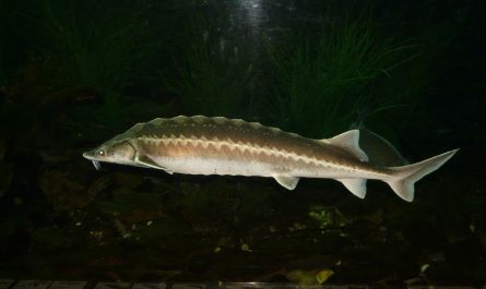 7 symbolic meanings of dreaming of sturgeon