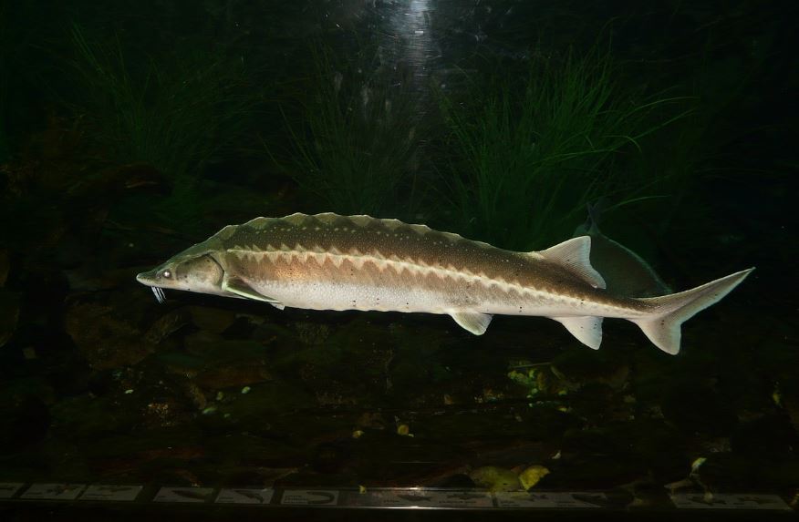 7 symbolic meanings of dreaming of sturgeon