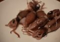 5 symbolic meanings of dreaming of squid