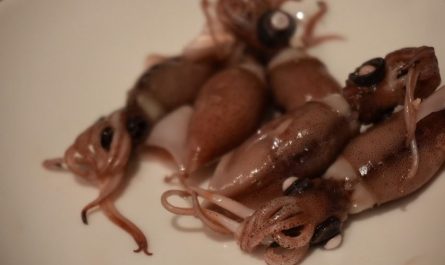 5 symbolic meanings of dreaming of squid
