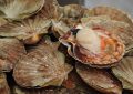 8 symbolic meanings of dreaming of scallops