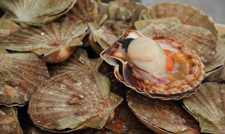 8 symbolic meanings of dreaming of scallops