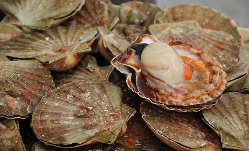 8 symbolic meanings of dreaming of scallops