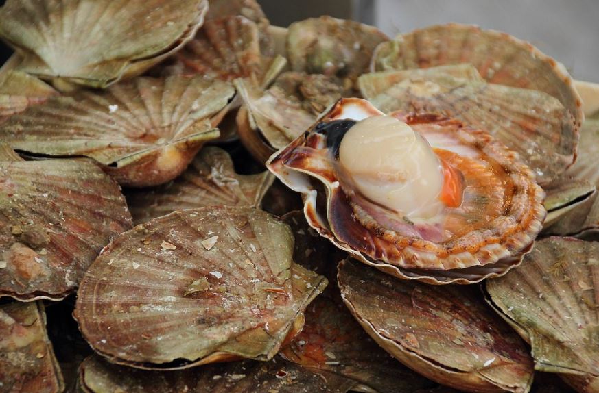 8 symbolic meanings of dreaming of scallops