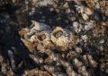 6 symbolic meanings of dreaming of barnacles