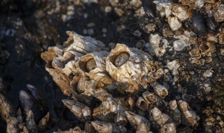 6 symbolic meanings of dreaming of barnacles