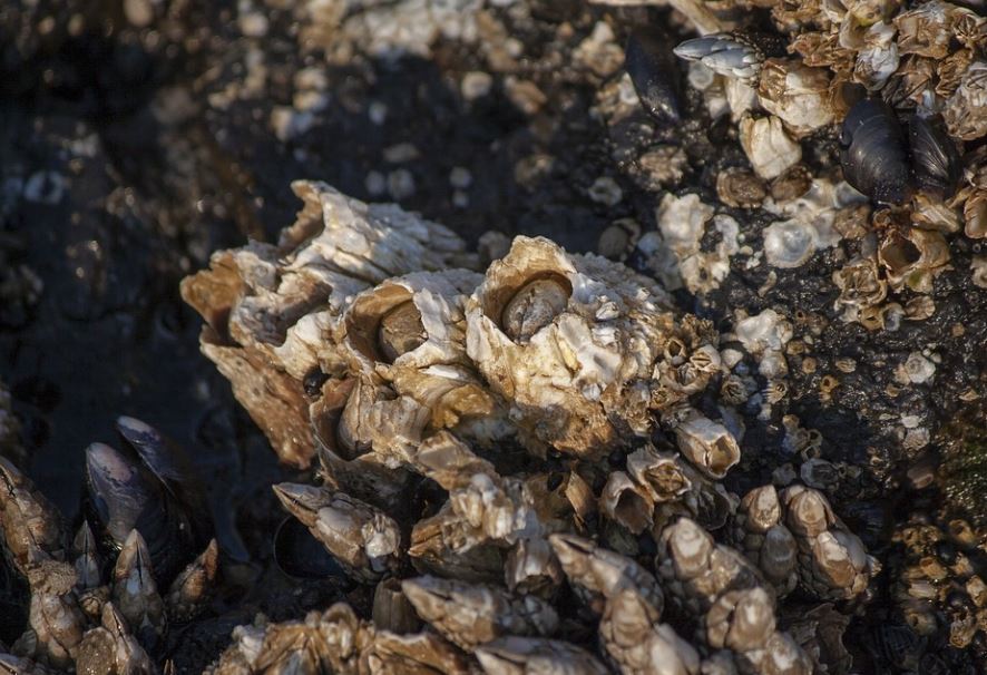 6 symbolic meanings of dreaming of barnacles