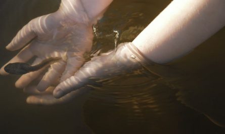 9 symbolic meanings of dreaming of tadpoles