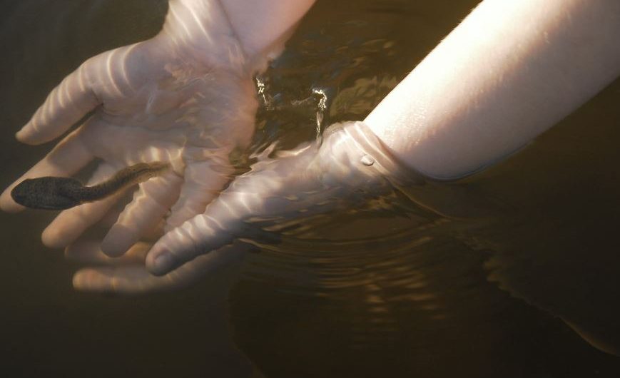 9 symbolic meanings of dreaming of tadpoles
