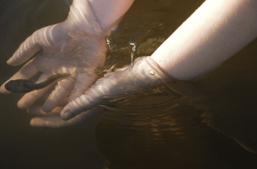 9 symbolic meanings of dreaming of tadpoles