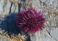 7 symbolic meanings of dreaming of sea urchins