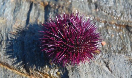 7 symbolic meanings of dreaming of sea urchins