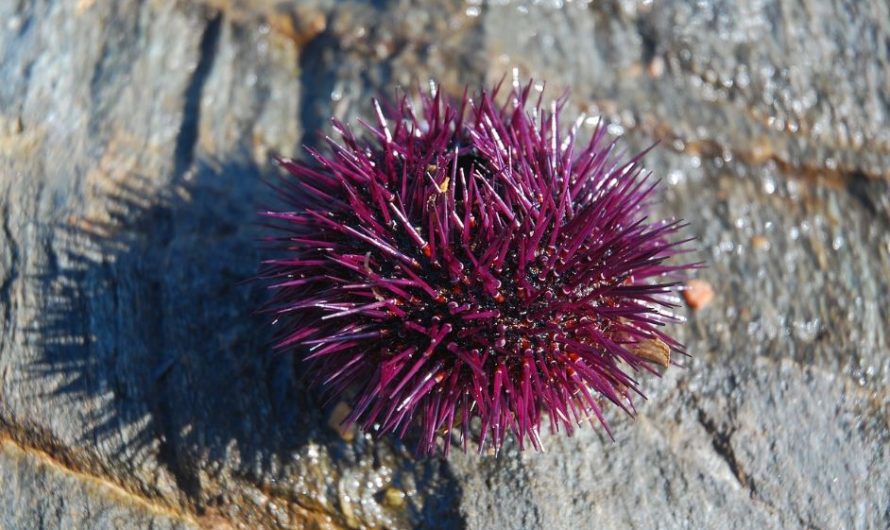 7 symbolic meanings of dreaming of sea urchins
