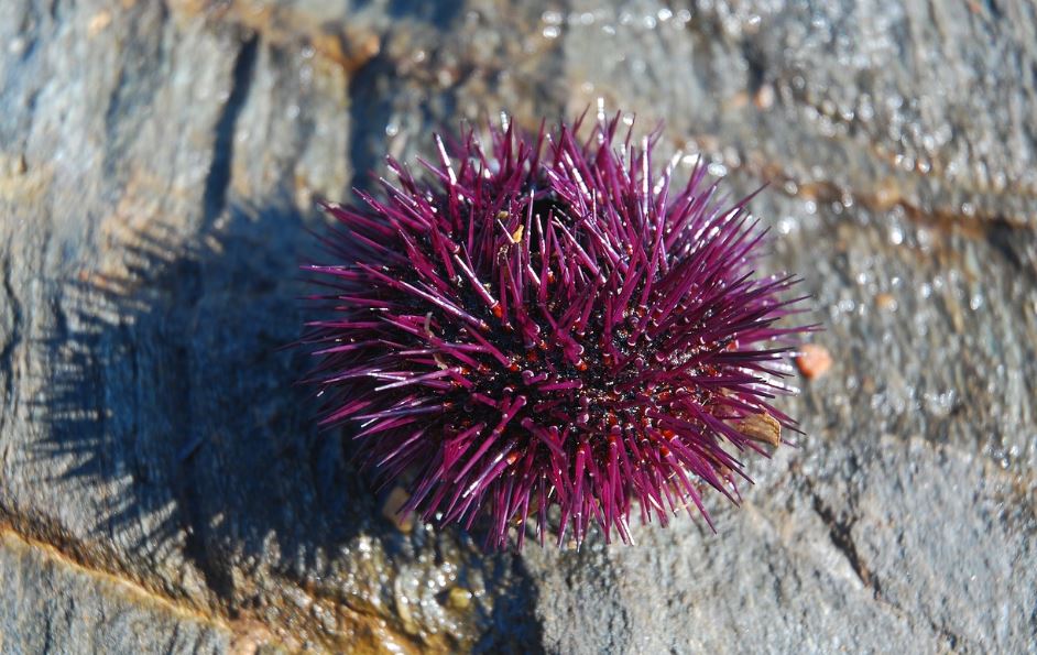 7 symbolic meanings of dreaming of sea urchins
