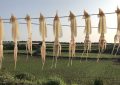 7 symbolic meanings of dreaming of dried squid