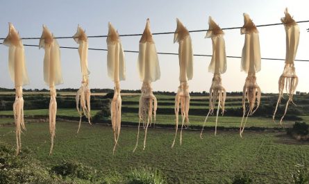 7 symbolic meanings of dreaming of dried squid