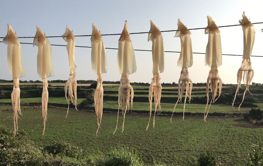 7 symbolic meanings of dreaming of dried squid