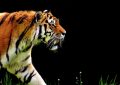 7 symbolic meanings of dreaming of tiger attacks