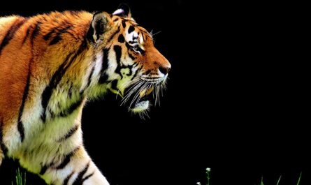 7 symbolic meanings of dreaming of tiger attacks