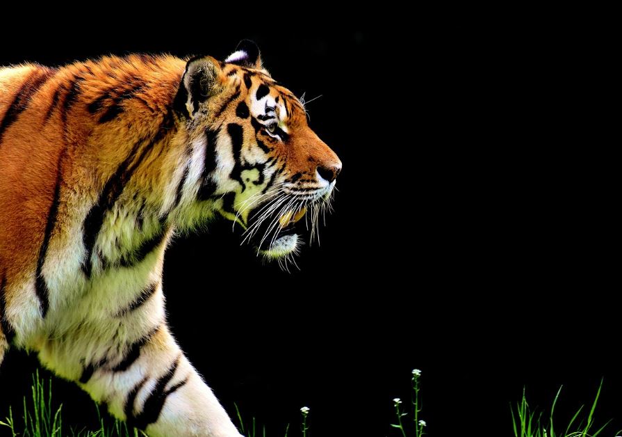 7 symbolic meanings of dreaming of tiger attacks