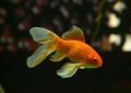 11 symbolic meanings of dreaming of goldfish