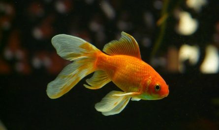 11 symbolic meanings of dreaming of goldfish