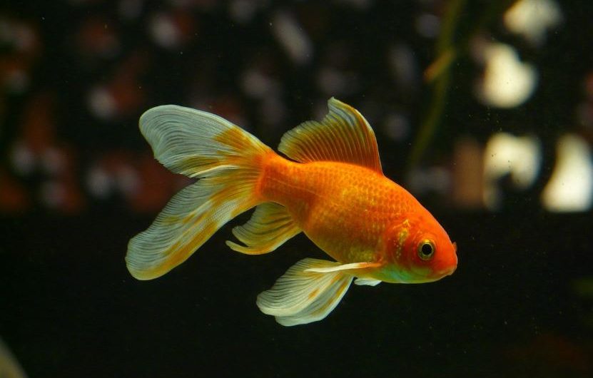 11 symbolic meanings of dreaming of goldfish