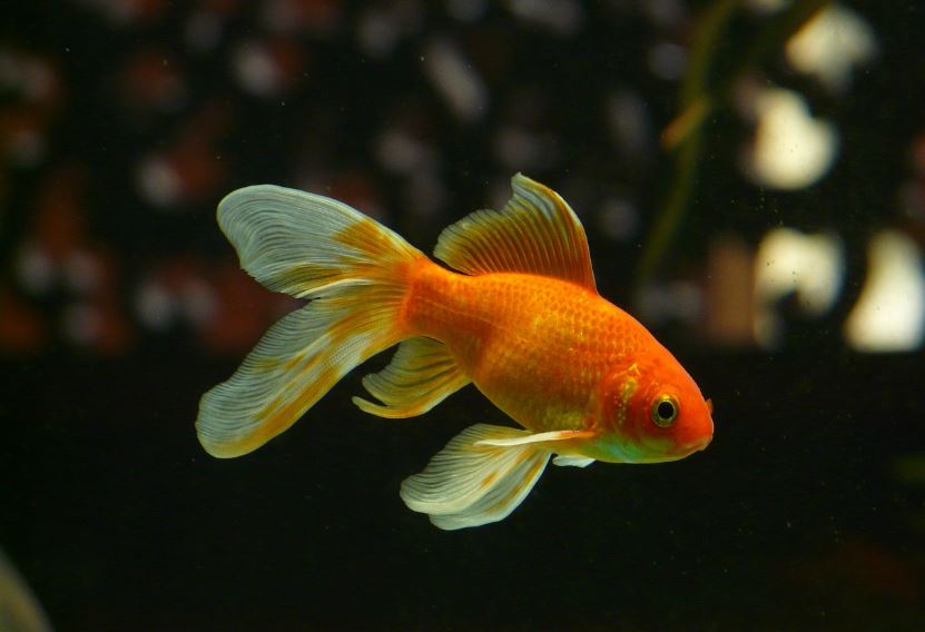 11 symbolic meanings of dreaming of goldfish