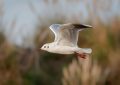 7 symbolic meanings of dreaming of seagulls