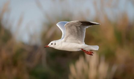 7 symbolic meanings of dreaming of seagulls