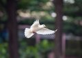 7 symbolic meanings of dreaming of a white dove