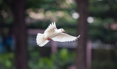 7 symbolic meanings of dreaming of a white dove
