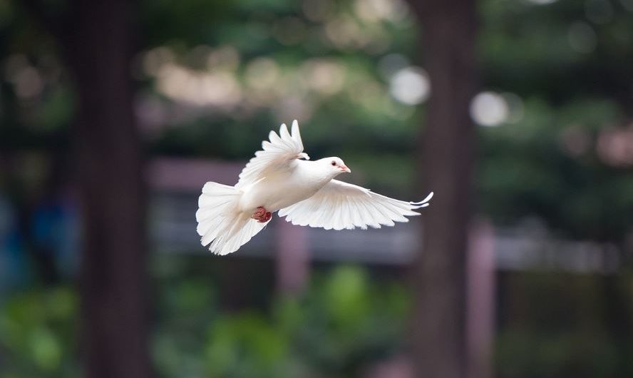 7 symbolic meanings of dreaming of a white dove