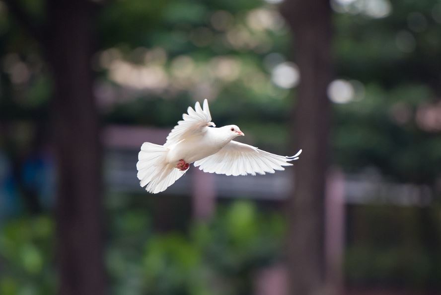 7 symbolic meanings of dreaming of a white dove