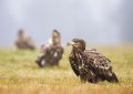 5 symbolic meanings of dreaming of a flock of eagles