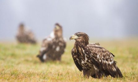 5 symbolic meanings of dreaming of a flock of eagles
