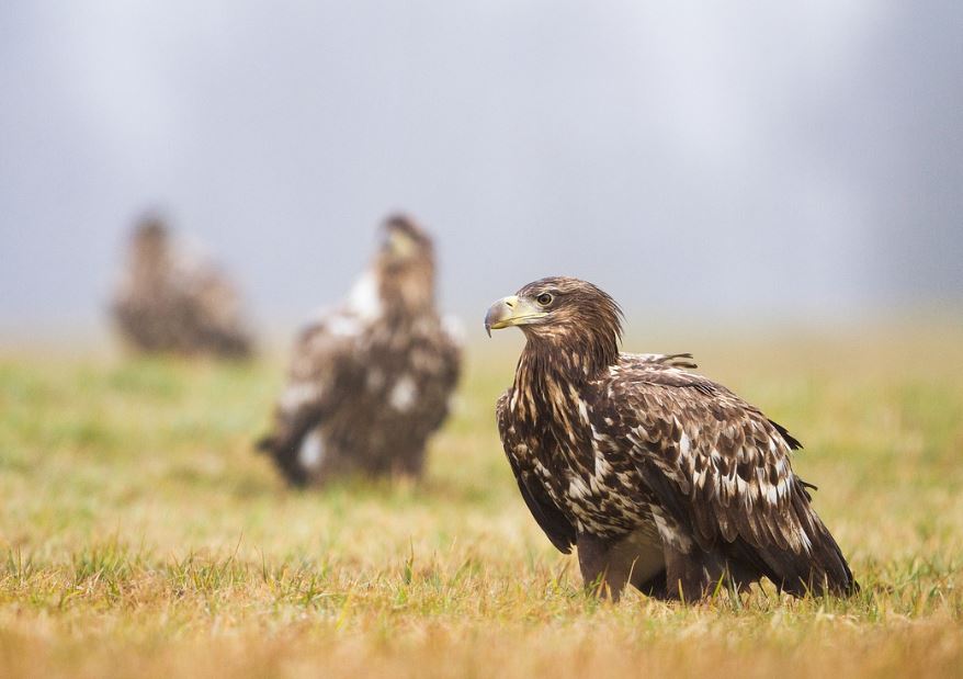 5 symbolic meanings of dreaming of a flock of eagles