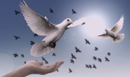 12 symbolic meanings of dreaming of pigeons