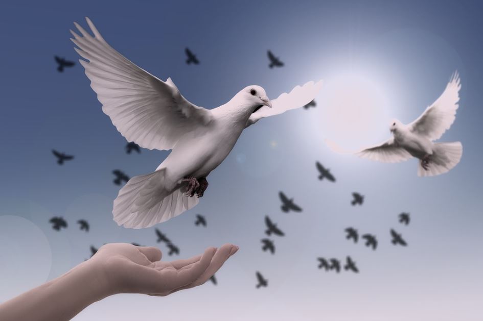 12 symbolic meanings of dreaming of pigeons