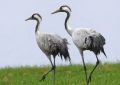 7 symbolic meanings of dreaming of cranes