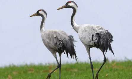 7 symbolic meanings of dreaming of cranes